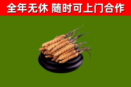 定陶区烟酒回收冬虫夏草.jpg