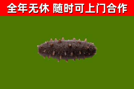 定陶区回收海参干